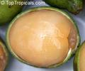 guinep, genipe, ginepa, quenepa, chenet, canepa, mamon, limoncillo,  